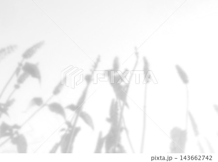 Natural light casts shadows from the field grass on a white background. Mockup Natural light casts shadows from the field grass on a white background. Mockup 143662742