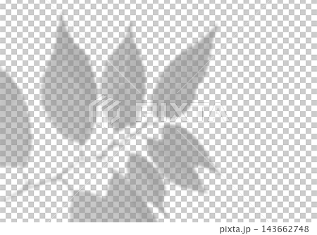 Natural light casts shadows from the laurel branches on a white background. Mockup Natural light casts shadows from the laurel branches on a white background. Mockup 143662748