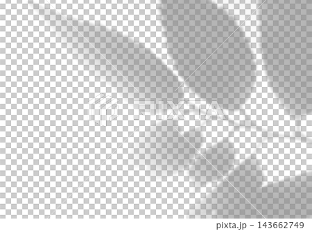 Natural light casts shadows from the laurel branches on a white background. Mockup Natural light casts shadows from the laurel branches on a white background. Mockup 143662749