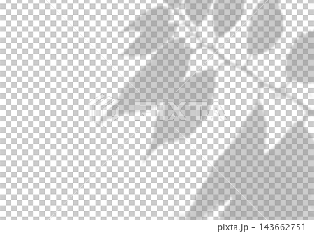 Natural light casts shadows from the laurel branches on a white background. Mockup Natural light casts shadows from the laurel branches on a white background. Mockup 143662751
