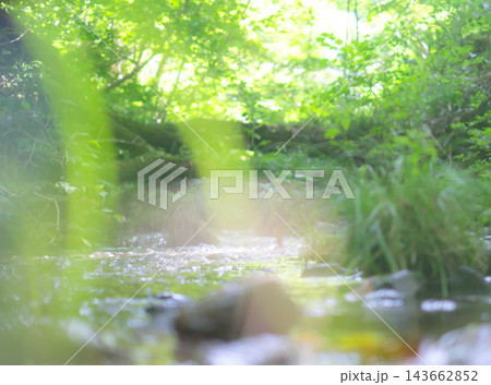 水面に映る・新緑・清流・エコイメージ(大山) 水面に映る・新緑・清流・エコイメージ(大山) 143662852