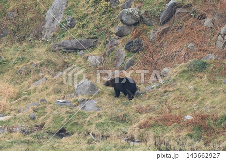 知床　世界自然遺産の熊（北海道のヒグマ） 143662927