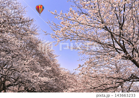 日本の春の風景イメージ・桜のある景色 143663233