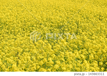 権現堂堤の菜の花畑の絶景 143663311
