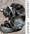 茶色の毛布の上で体を丸めてすやすやと眠る首輪をつけたかわいい黒猫 143663467
