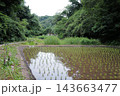 荒井沢市民の森 143663477