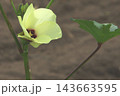 黄色いオクラの可憐な様子 黄色いオクラの可憐な様子 143663595
