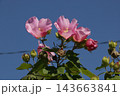 芙蓉の花　 143663841