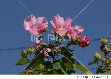 芙蓉の花 芙蓉の花 143663841