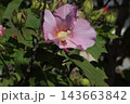 芙蓉の花　 143663842