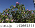 芙蓉の花　 143663843