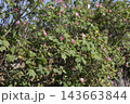 芙蓉の花　 143663844