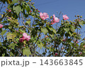 芙蓉の花　 143663845