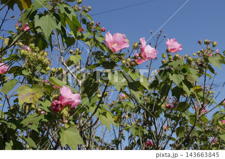 芙蓉の花 芙蓉の花 143663845
