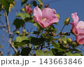 芙蓉の花　 143663846