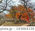 紅葉に包まれる彦根城境内 143664136