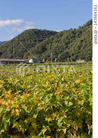 山並みと青空を背景に広がる丹波篠山の黒豆畑の風景 143664161