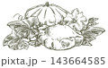 Whole pattypan squash, leaves and flowers on the plant. Hand drawn sketch. Vector line art clipart of a scallop squash. Outline drawing of a summer vegetable. Retro illustration in an engraving style 143664585