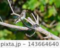自然の中で枝にとまる小さな野鳥 143664640
