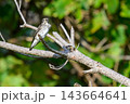 自然の中で枝にとまる小さな野鳥 143664641