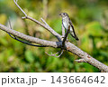 自然の中で枝にとまる小さな野鳥 143664642