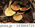 光沢のある黄土色のカサに淡い黄色のヒダが特徴のキシメジ属茸たち（日本自然菌・キノコ生態マクロ撮影） 143664729