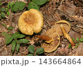 黄土色のフウセンタケ属茸（日本アウトドアフィールド菌・キノコ生態マクロ撮影） 143664864