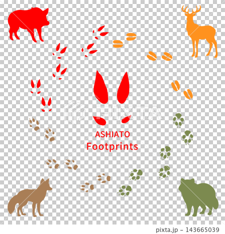 日本の野生動物の足跡イラストセット（猪・鹿・タヌキ・キツネ）カラー 143665039