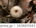 ハラタケ目タマバリタケ科茸の一種の円形カサ頭頂部（日本自然菌・キノコ生態マクロ撮影） 143665043