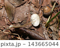 ハラタケ目タマバリタケ科茸の一種のヒダと柄（日本自然菌・キノコ生態マクロ撮影） 143665044