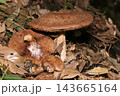 全身茶色い大きいチチタケ属茸の一種（日本自然菌・キノコ生態マクロ撮影） 143665164