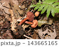 林床に赤茶色い小さなチチタケ属茸の幼菌たち（日本自然菌・キノコ生態マクロ撮影） 143665165
