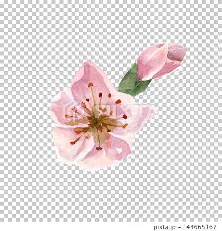 Delicate pink peach blossom with a closed flower bud, hand-painted in realistic watercolor, for botanical illustrations, spring designs, greeting cards and stationery Delicate pink peach blossom with a closed flower bud, hand-painted in realistic watercolor, for botanical illustrations, spring designs, greeting cards and stationery 143665167
