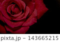 水滴が輝く赤薔薇のクローズアップ 漆黒背景と余白 143665215