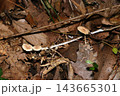落葉の積もった林床にモリノカレバタケ茸たち（日本自然菌・キノコ生態マクロ撮影） 143665301