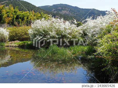 春、山里の池に咲く白い花。満開の花が水面に映り込み印象的で綺麗だ 春、山里の池に咲く白い花。満開の花が水面に映り込み印象的で綺麗だ 143665426