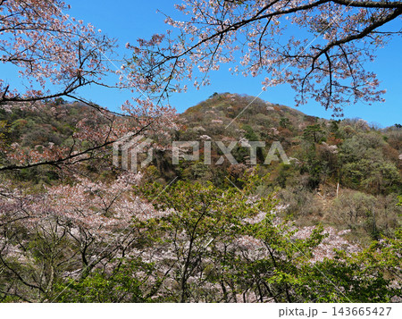茨城県、花貫の桜。ピンク色のソメイヨシノと点在する山桜が青空に印象的で綺麗だ。 143665427