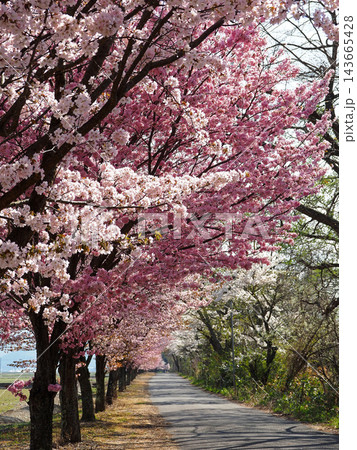 濃いピンク色の桜並木が直線的に続く。鮮やかに印象的で綺麗だ。 143665428