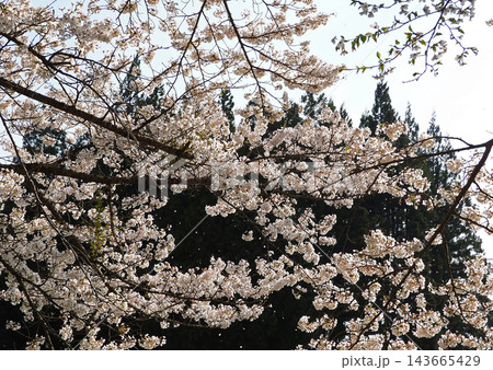 ピンク色の桜が逆光で光り、暗い背景に印象的で綺麗だ。 ピンク色の桜が逆光で光り、暗い背景に印象的で綺麗だ。 143665429