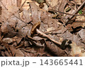 落葉土壌に小さなこげ茶色のハラタケ目茸（日本自然菌・キノコ生態マクロ撮影） 143665441