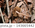 落葉土壌に小さなこげ茶色のハラタケ目茸のカサと柄（日本自然菌・キノコ生態マクロ撮影） 143665442