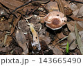 鱗片状のカサと灰色のヒダのザラエノハラタケ茸（日本自然菌・キノコ生態マクロ撮影） 143665490
