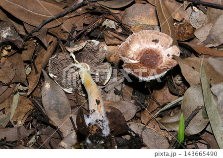 鱗片状のカサと灰色のヒダのザラエノハラタケ茸（日本自然菌・キノコ生態マクロ撮影） 143665490