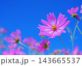 青空とピンクのコスモスの背景素材 143665537