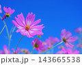 青空とピンクのコスモスの背景素材 143665538