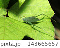 青葉にヒメクダマキモドキ成虫（日本アウトドアフィールド昆虫生態マクロ撮影） 143665657