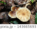 林床に老若オオホウライタケ茸（日本自然菌・キノコ生態マクロ撮影） 143665693