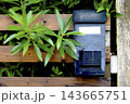 風雨にさらされて色あせてしまった黒い郵便受けと色鮮やかな緑の庭木 143665751