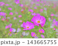 美しく咲き誇るピンクのコスモスの花畑、背景素材 143665755