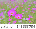 美しく咲き誇るピンクのコスモスの花畑、背景素材 143665756